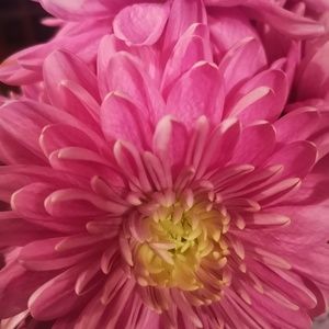 Meet your Posher, Cherrylin